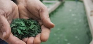 la storia dell'alga spirulina